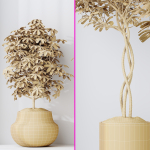 Schefflera Arboricola Umbrella SET 20