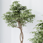 Schefflera Arboricola Umbrella SET 20