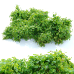 Schefflera bush