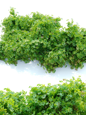 schefflera-bush-3d-model-max-fbx-mat