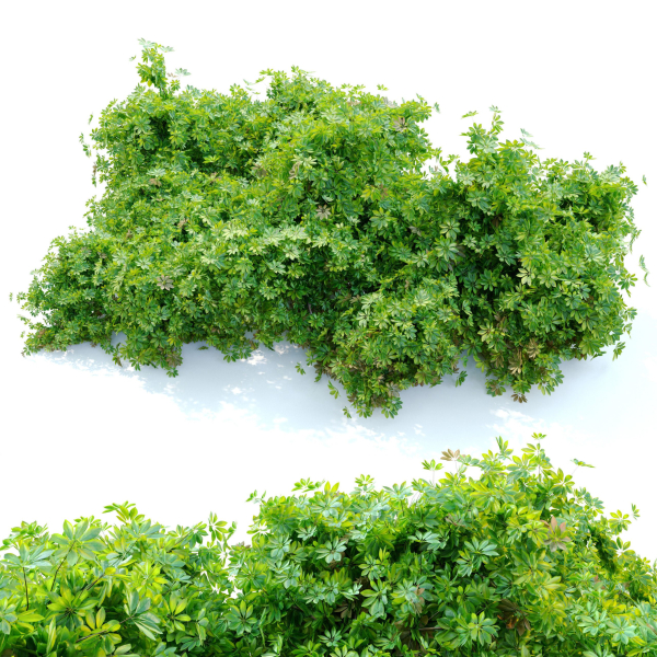 Schefflera bush