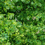 Schefflera bush