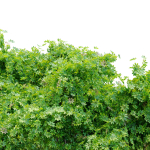Schefflera bush