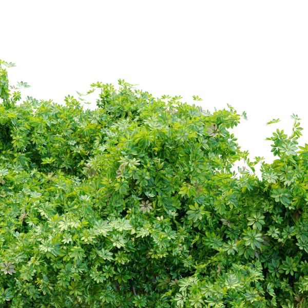 Schefflera bush