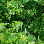 Schefflera bush