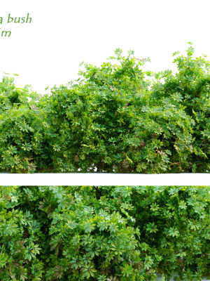 Schefflera bush