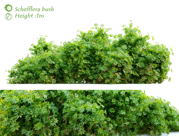 Schefflera bush