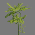 Schizolobium parahyba - Guapuruvu - Pakis Brazil
