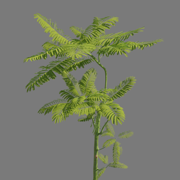 Schizolobium parahyba - Guapuruvu - Pakis Brazil