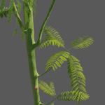 Schizolobium parahyba - Guapuruvu - Pakis Brazil