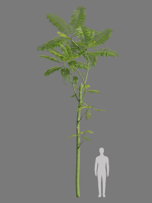schizolobium-parahyba-3d-model-d0ce096e26