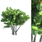 Seagrape Coccoloba uvifera