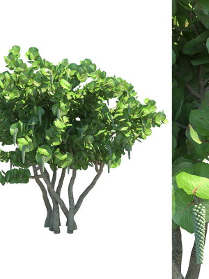seagrape-coccoloba-uvifera-3d-model-max-obj-fbx
