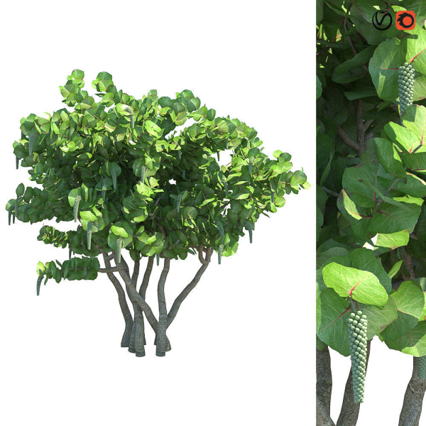 Seagrape Coccoloba uvifera