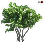 Seagrape Coccoloba uvifera