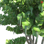 Seagrape Coccoloba uvifera