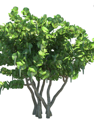 Seagrape Coccoloba uvifera