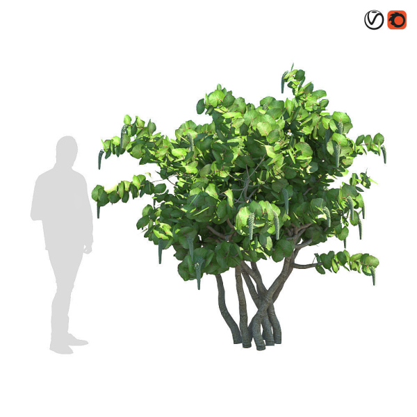Seagrape Coccoloba uvifera