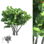 Seagrape Coccoloba uvifera