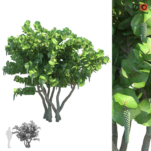 Seagrape Coccoloba uvifera