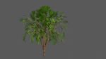 Season Tree Pack