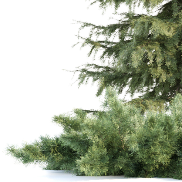 Seasonal Juniper Garden collection vol 143