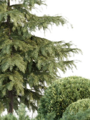 seasonal-juniper-garden-collection-vol-143-3d-model-1dfb5ee46d