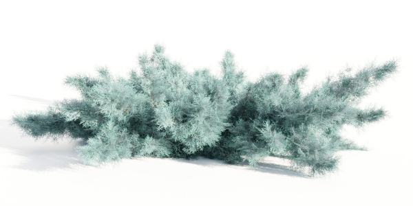 Juniper Garden collection vol 143-Blender