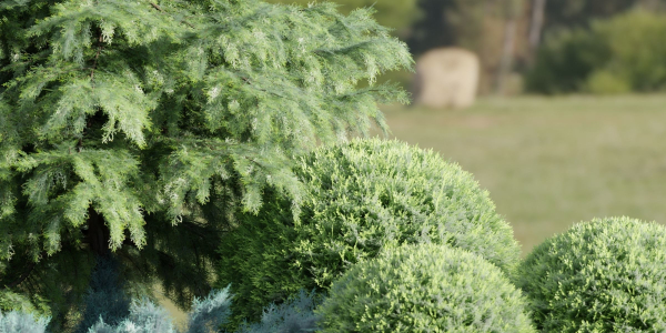 Juniper Garden collection vol 143-Blender
