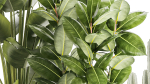 Set of beautiful plants Strelitzia Ficus Cereus in pots 1359