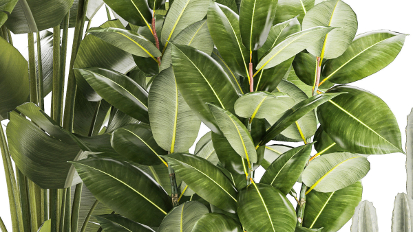 Set of beautiful plants Strelitzia Ficus Cereus in pots 1359