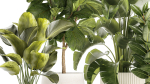 Set of beautiful plants Strelitzia Ficus Cereus in pots 1359