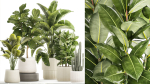 Set of beautiful plants Strelitzia Ficus Cereus in pots 1359