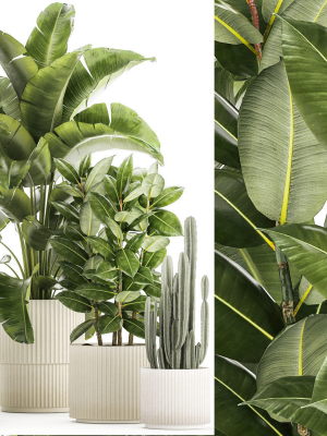 set-of-beautiful-plants-strelitzia-ficus-cereus-in-pots-1359-3d-model-30143e58d2