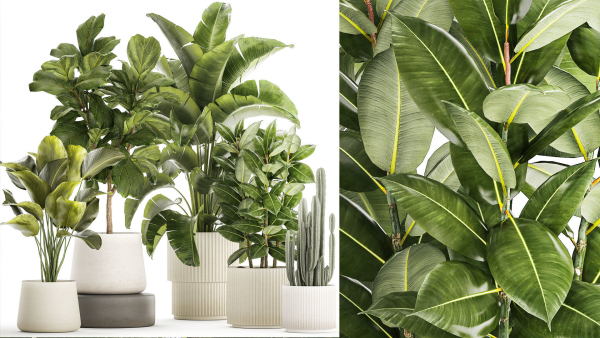 Set of beautiful plants Strelitzia Ficus Cereus in pots 1359