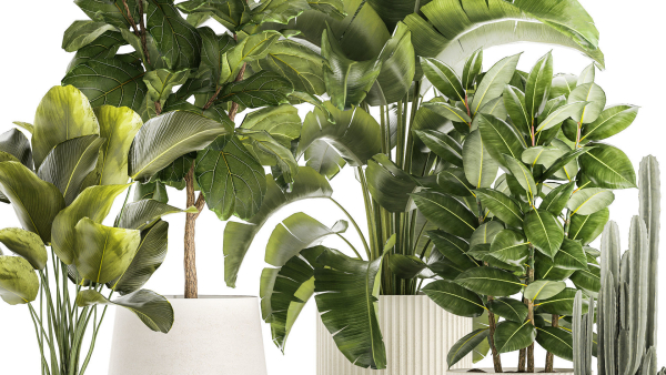 Set of beautiful plants Strelitzia Ficus Cereus in pots 1359