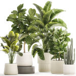 Set of beautiful plants Strelitzia Ficus Cereus in pots 1359