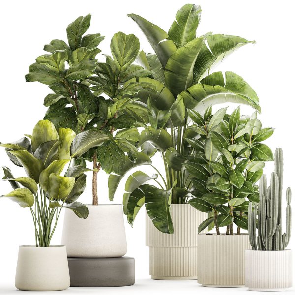 Set of beautiful plants Strelitzia Ficus Cereus in pots 1359