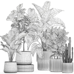 Set of beautiful plants Strelitzia Ficus Cereus in pots 1359
