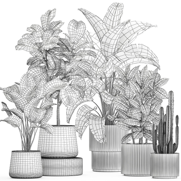 Set of beautiful plants Strelitzia Ficus Cereus in pots 1359