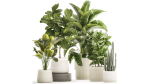 Set of beautiful plants Strelitzia Ficus Cereus in pots 1359