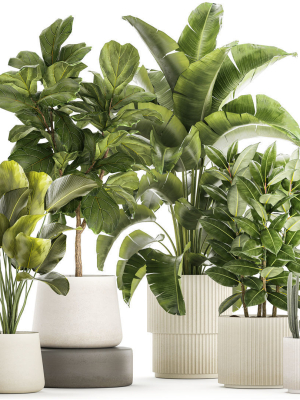 Set of beautiful plants Strelitzia Ficus Cereus in pots 1359