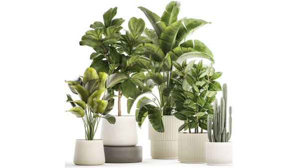 Set of beautiful plants Strelitzia Ficus Cereus in pots 1359