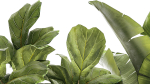 Set of beautiful plants Strelitzia Ficus Cereus in pots 1359