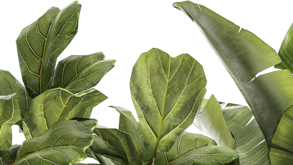 Set of beautiful plants Strelitzia Ficus Cereus in pots 1359