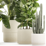 Set of beautiful plants Strelitzia Ficus Cereus in pots 1359