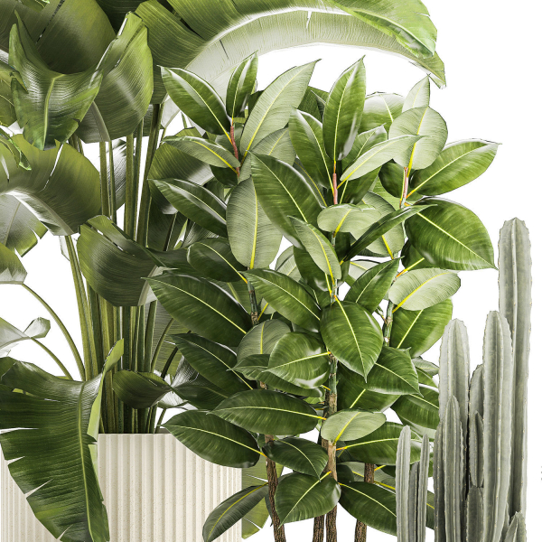 Set of beautiful plants Strelitzia Ficus Cereus in pots 1359