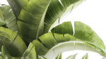 Set of beautiful plants Strelitzia Ficus Cereus in pots 1359