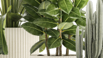 Set of beautiful plants Strelitzia Ficus Cereus in pots 1359