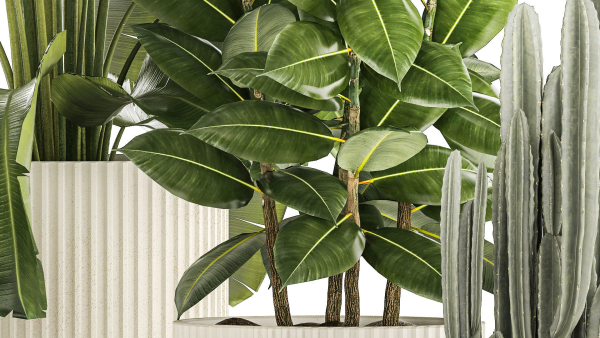 Set of beautiful plants Strelitzia Ficus Cereus in pots 1359